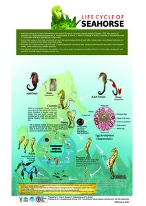 Life Cycle of Seahorse - CMFRI Repository